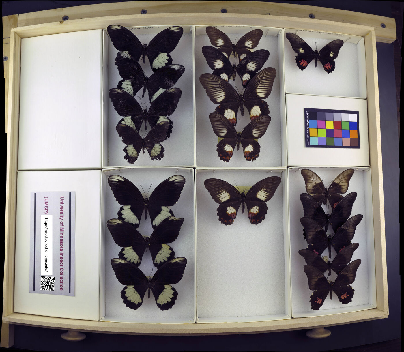 Papilio ambrax image