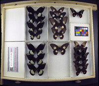 Media resource of Papilio ambrax