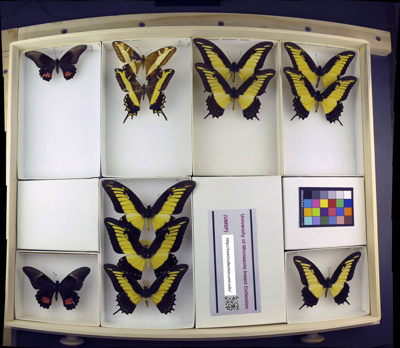 Papilio anchisiades image