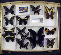 Media resource of Papilio astyalus