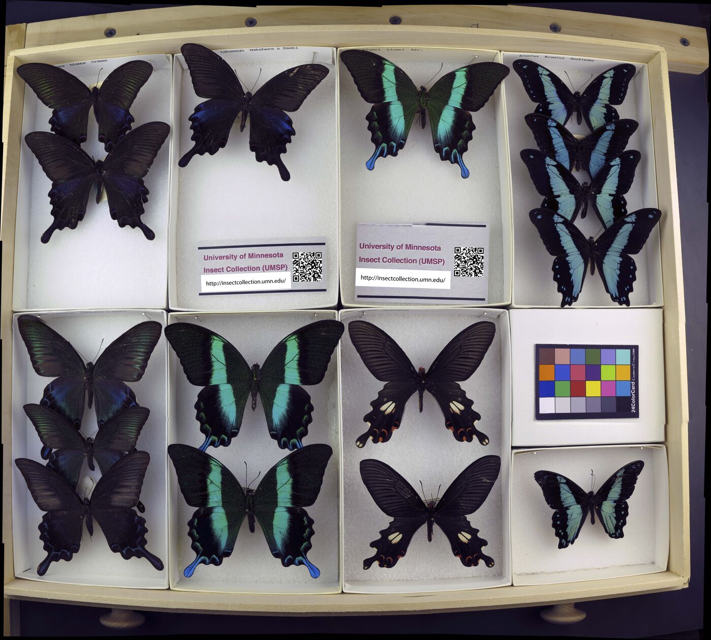 Papilio bianor image