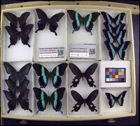 Media resource of Papilio bianor