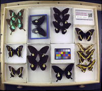 Media resource of Papilio castor