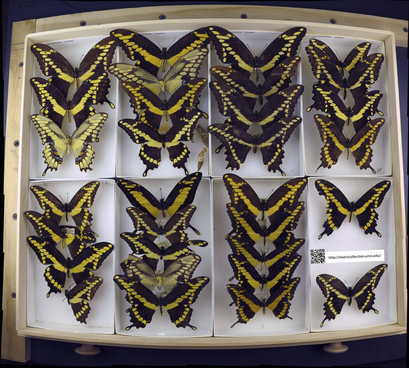 Papilio cresphontes image