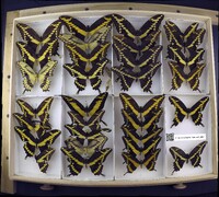 Media resource of Papilio cresphontes