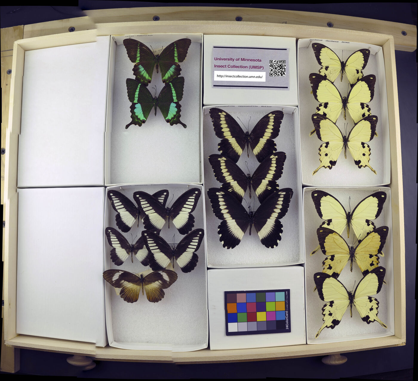 Papilio crino image