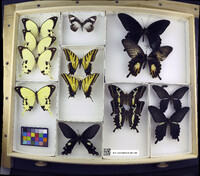 Papilio multicaudata image
