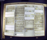 Media resource of Endochironomus nigricans