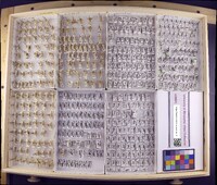 Media resource of Cheumatopsyche campyla