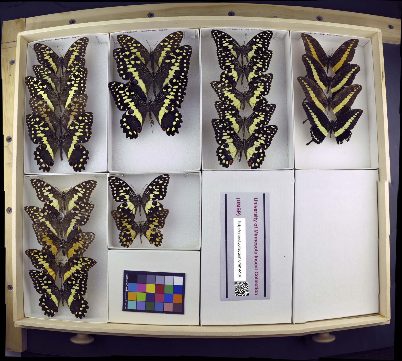 Papilio demoleus demoleus image