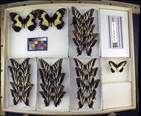 Media resource of Papilio eurymedon