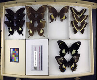Media resource of Papilio gallienus