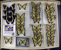 Media resource of Papilio garamas