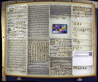 Media resource of Crioceris asparagi