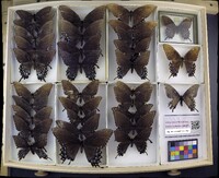 Media resource of Papilio glaucus