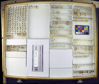 Media resource of Zeugophora abnormis