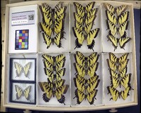 Papilio glaucus image