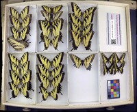 Papilio glaucus image