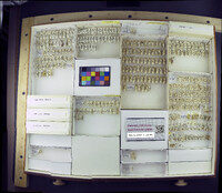 Media resource of Euryhapsis illoba