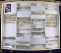 Media resource of Macropsis aurifera