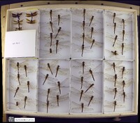 Media resource of Palpopleura lucia