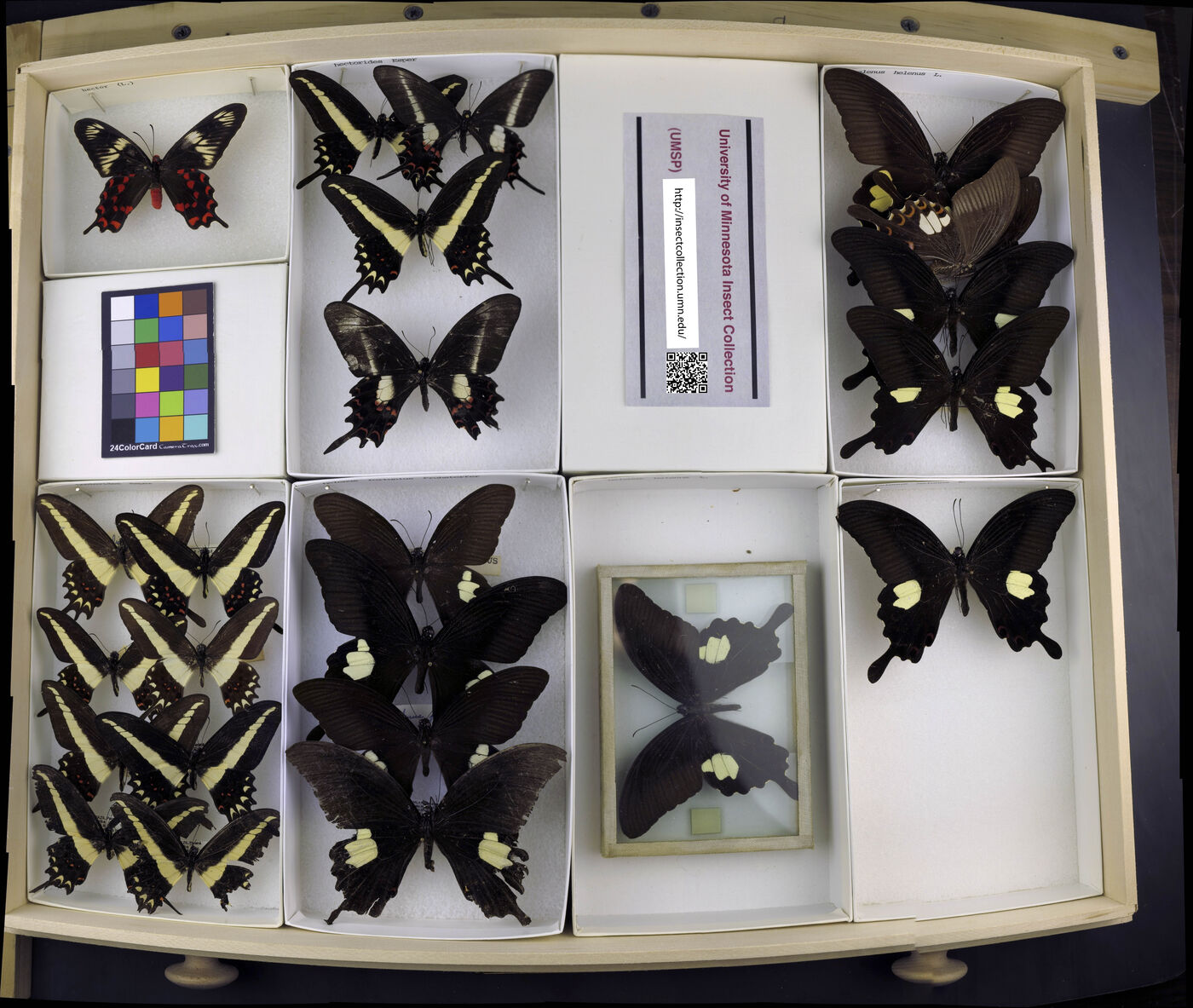 Papilio hectorides image