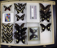 Media resource of Papilio hectorides