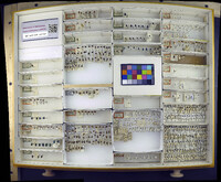 Media resource of Cryptocephalus spurcus