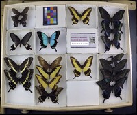 Media resource of Papilio lorquinianus