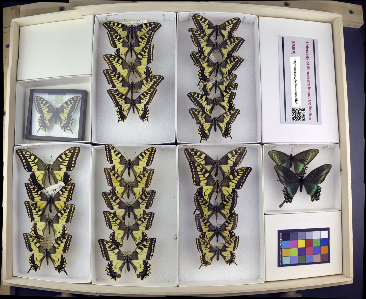 Papilio machaon image