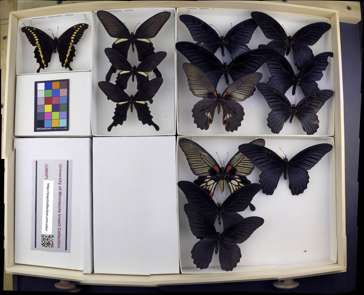 Papilio memnon image