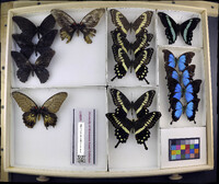 Media resource of Papilio menestheus