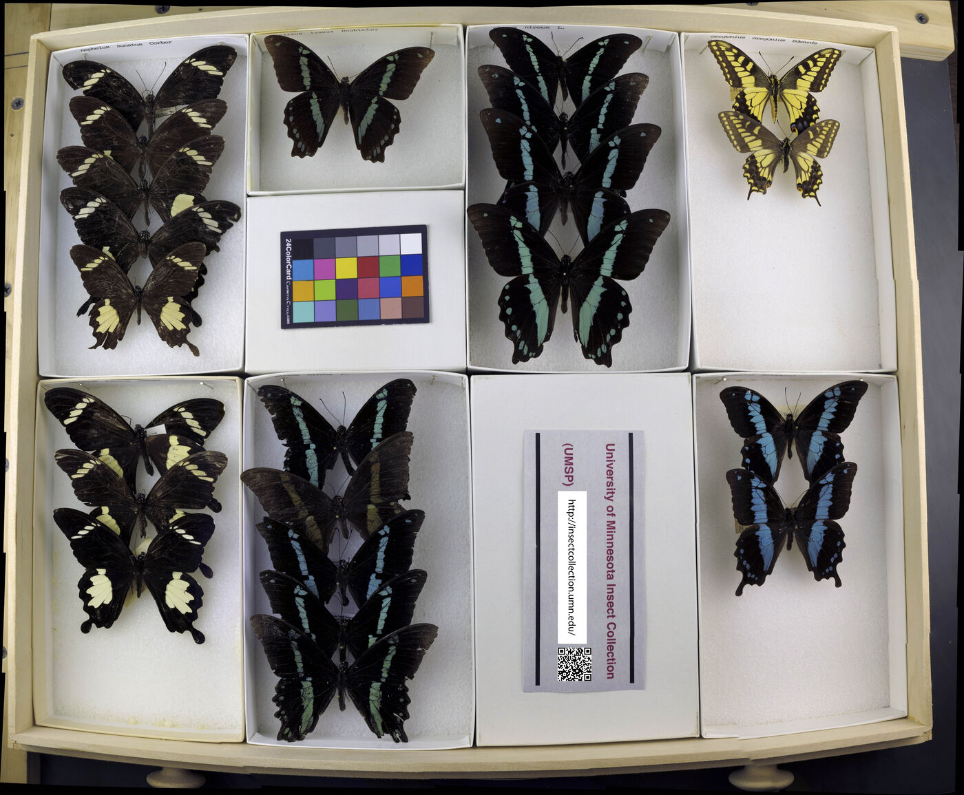 Papilio nireus image