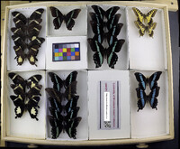 Media resource of Papilio nireus