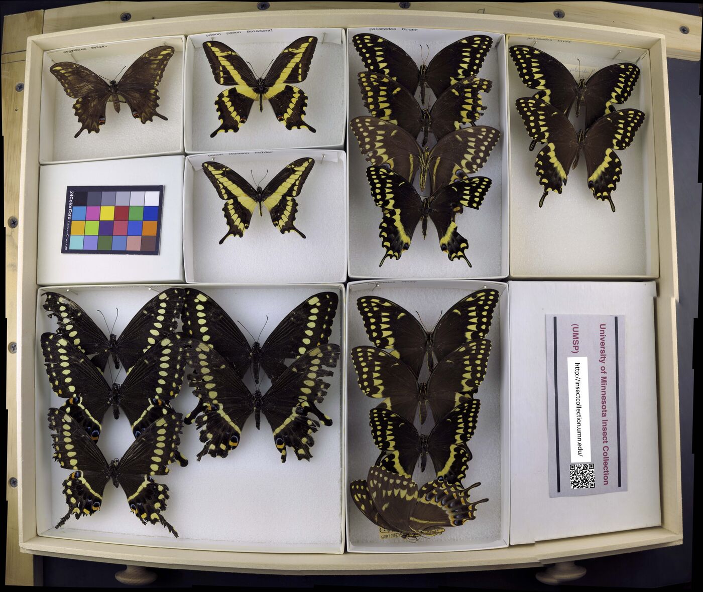 Papilio ornythion image