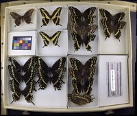 Media resource of Papilio ornythion
