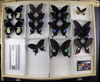 Media resource of Papilio paris