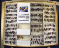 Media resource of Melanoplus flavidus