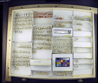 Media resource of Harnischia curtilamellata