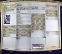 Media resource of Macropsis trivialis