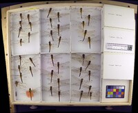 Media resource of Pantala flavescens