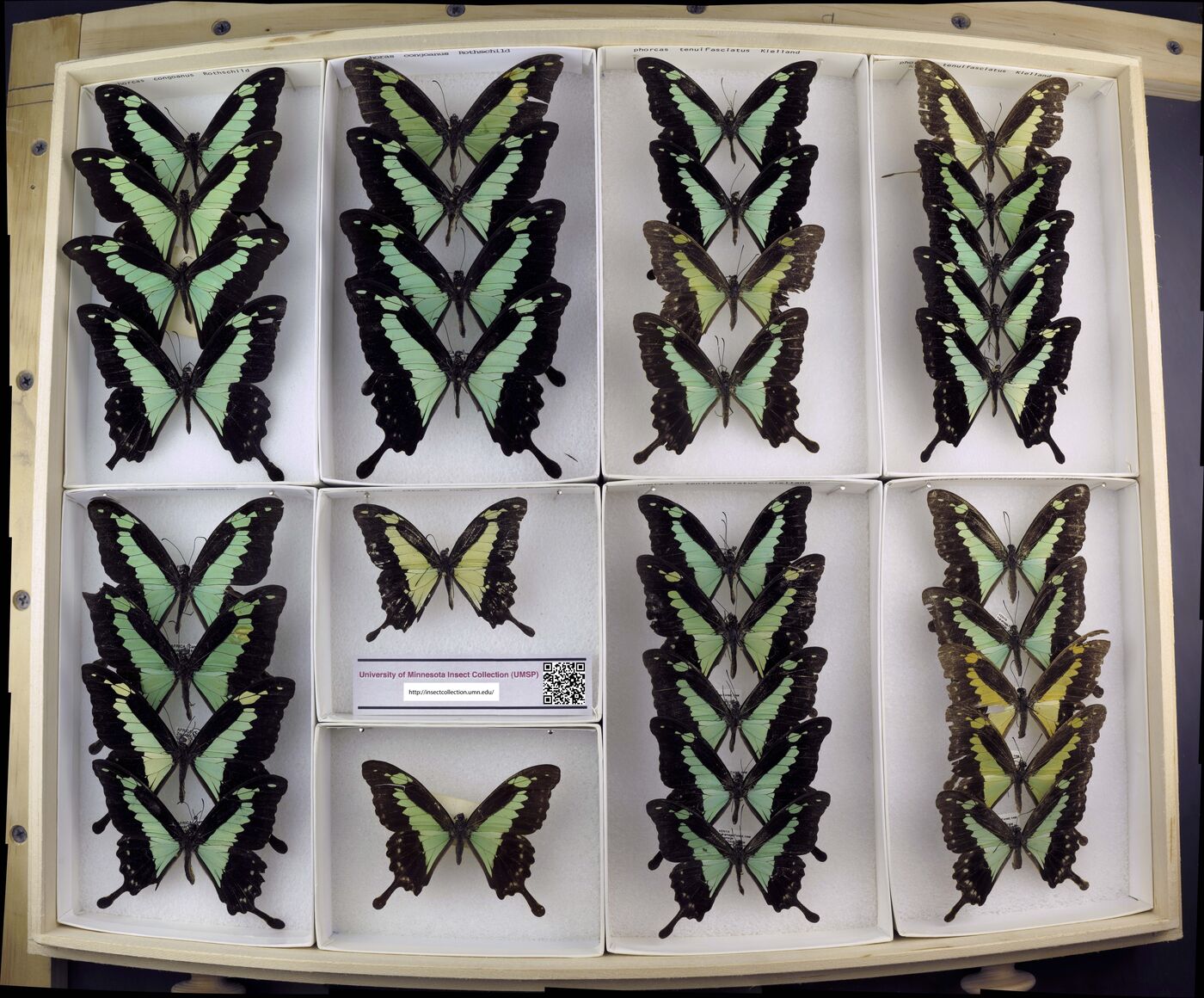 Papilio phorcas image