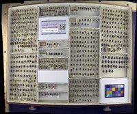 Media resource of Calligrapha multipunctata