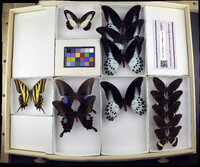 Media resource of Papilio plagiatus