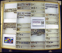 Media resource of Calomela curtisi