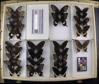 Media resource of Papilio polytes