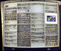 Media resource of Chrysolina coerulans