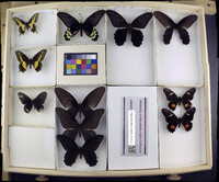 Media resource of Papilio polyxenes