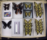 Media resource of Papilio rogeri