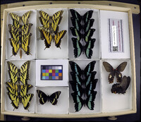 Media resource of Papilio rutulus